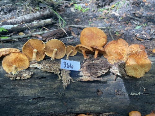 Gymnopilus subdryophilus (Photo 3 of 4)