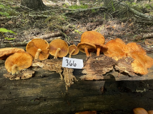 Gymnopilus subdryophilus (Photo 4 of 4)