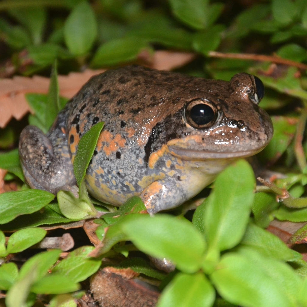 Northern Banjo Frog from Hollywell QLD 4216, Australia on March 22 ...