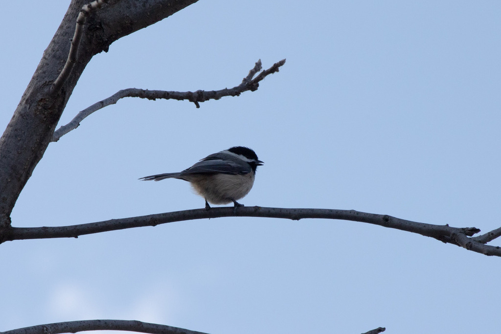 Black-capped Chickadee from Lapeer, MI 48446, USA on March 23, 2024 at ...