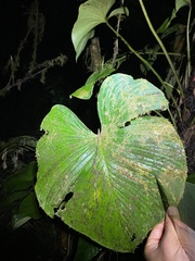 Philodendron grandipes image