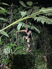 Heliconia colgantea image