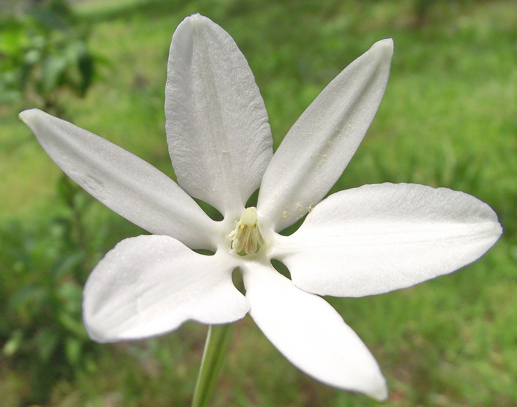 Photos Of Mexican Star Milla Biflora Inaturalist