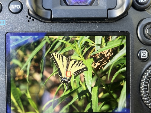 iNaturalist observation photo of Western Tiger Swallowtail