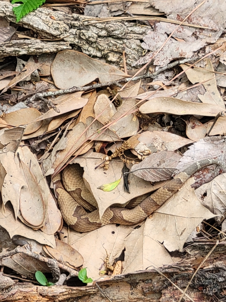 Eastern Copperhead from Creekside Park, The Woodlands, TX, USA on March ...