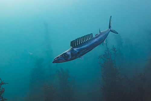 Thyrsites atun (Euphrasen, 1791)