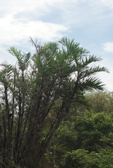 Bactris guineensis image