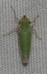 Draeculacephala clypeata image