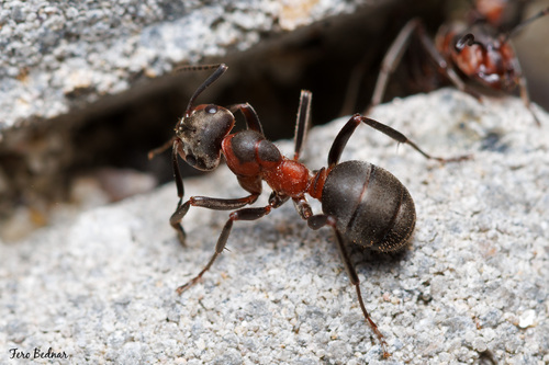 Formica pratensis Retzius, 1783