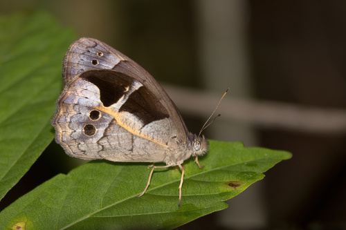 Posttaygetis penelea (Cramer, 1779)