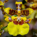 Orquídea Dama Amarilla - Photo (c) Enrique Giron, todos los derechos reservados, subido por Enrique Giron