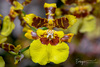 Kandyan Dancer Orchid - Photo (c) Enrique Giron, all rights reserved, uploaded by Enrique Giron