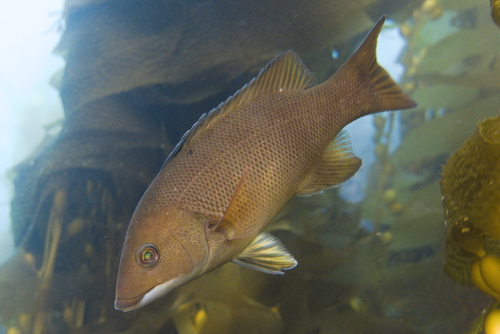 California Sheephead
