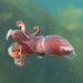 Strawberry Cock-eyed Squid - Photo (c) Nereus, all rights reserved, uploaded by Nereus