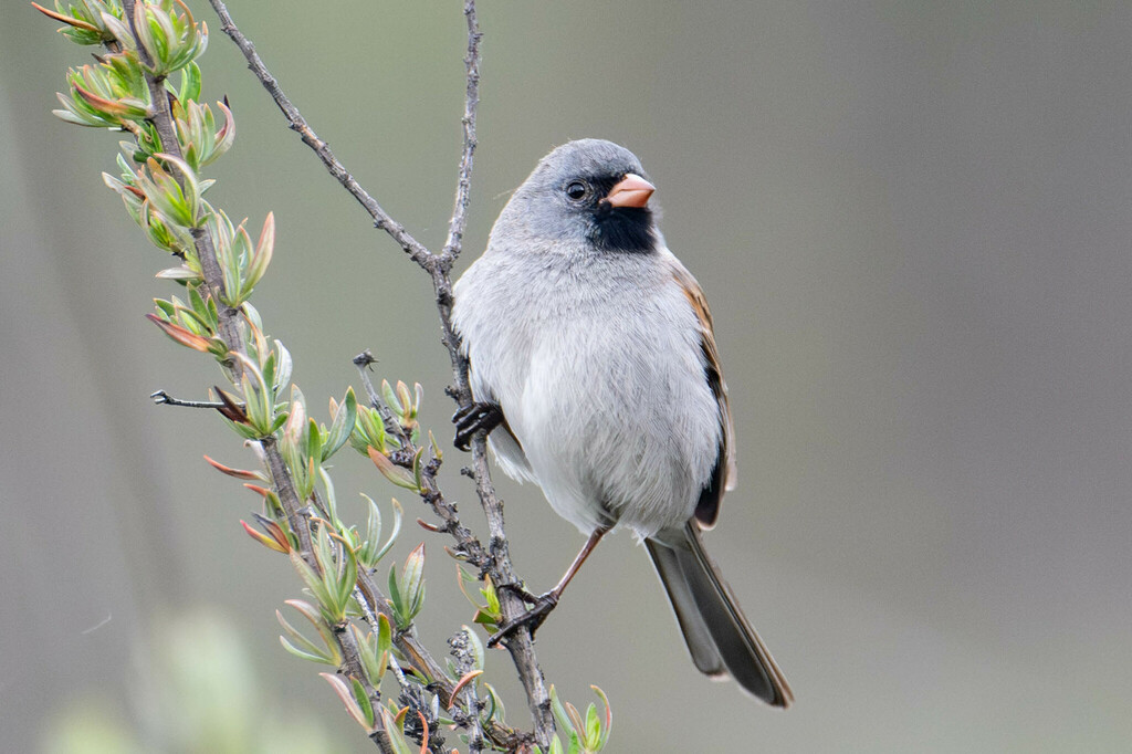 Baird's Sparrow