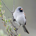 Black-chinned Sparrow - Photo (c) Nancy Christensen, all rights reserved, uploaded by Nancy Christensen
