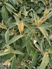 Miconia xalapensis image