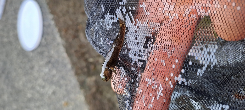 Redfin Bully in February 2024 by James · iNaturalist