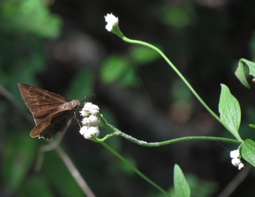 Isocarpha oppositifolia var. achyranthes