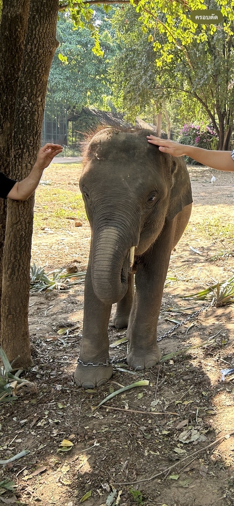 Asian Elephant in March 2024 by Piradon Issaravongthawa · iNaturalist