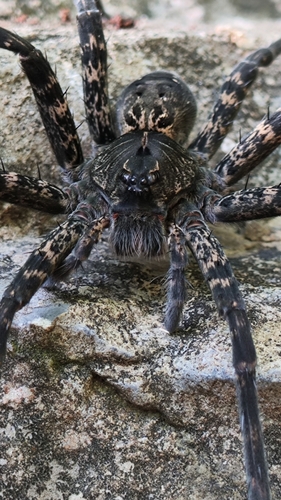 Dolomedes holti