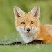 Red Fox - Photo (c) parped, all rights reserved, uploaded by parped