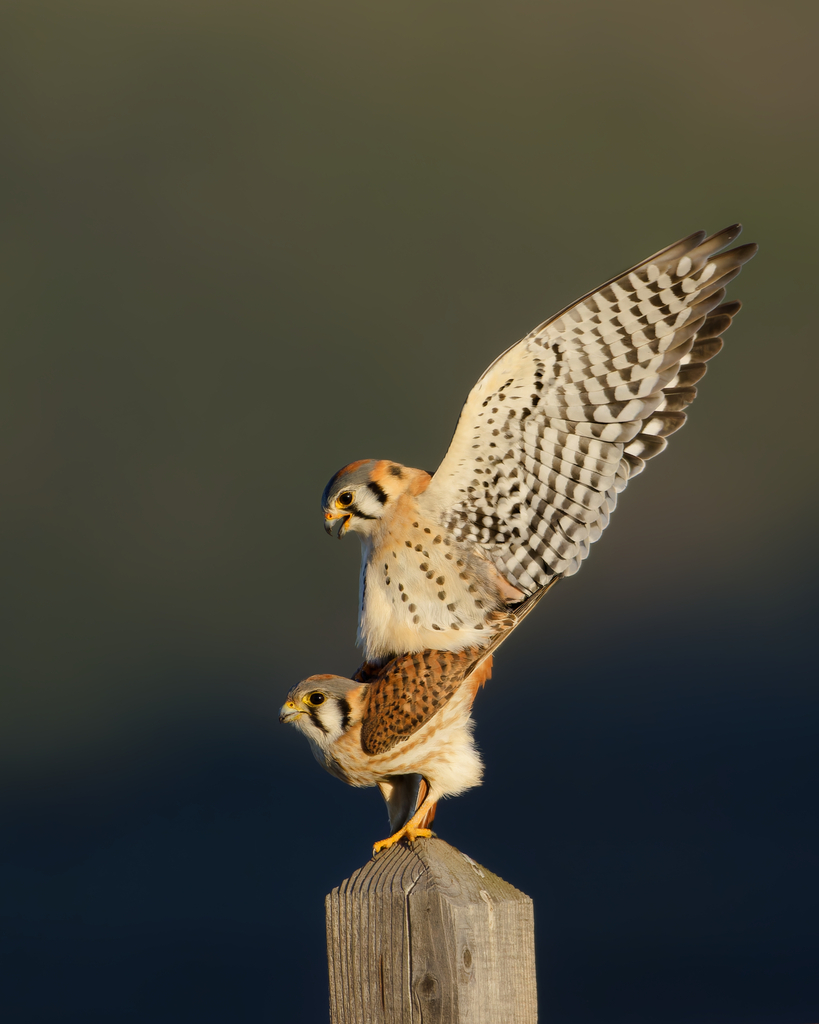 American Kestrel from San Jose, CA, USA on February 10, 2024 at 08:23 ...