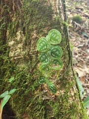 Monstera tuberculata image