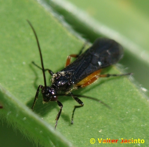 Bracon otiosus
