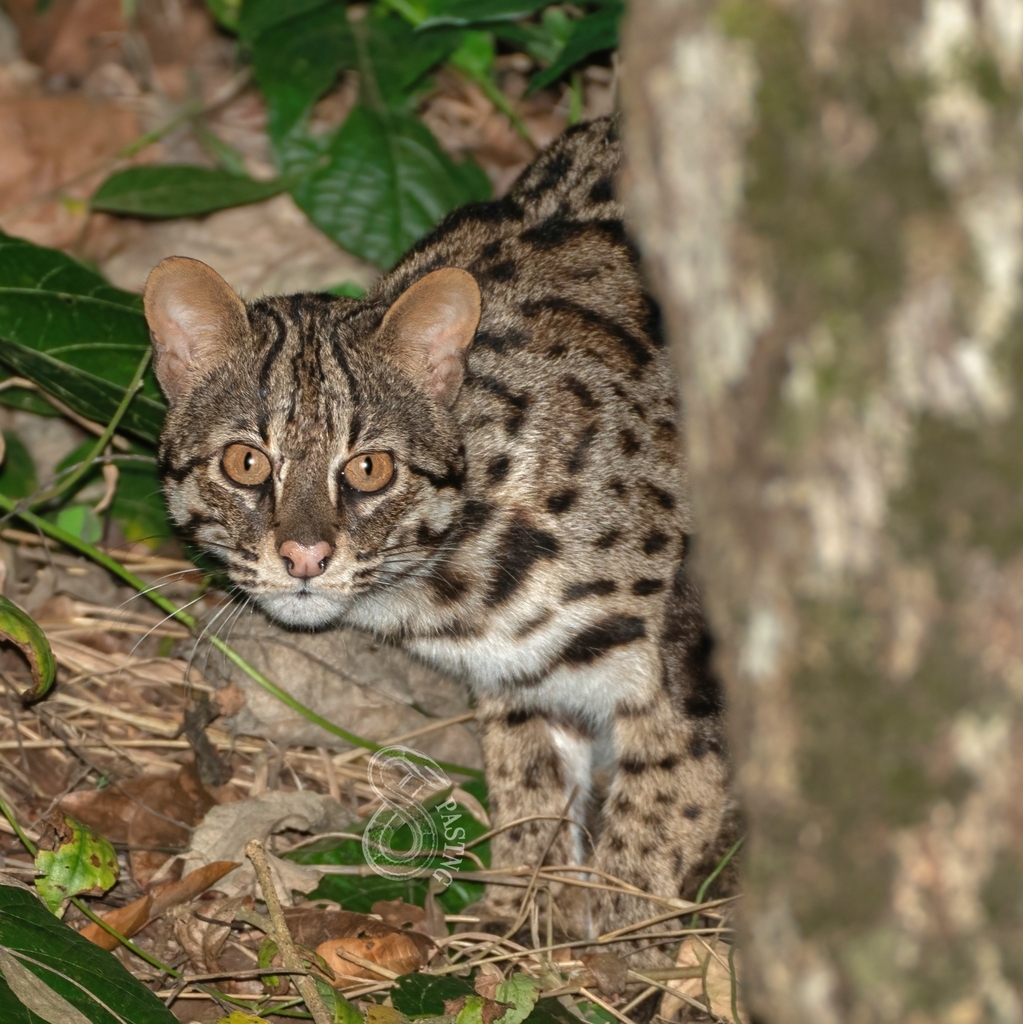 Mainland Leopard Cat from 香港大埔 on March 22, 2024 at 09:07 PM by Pasteur ...