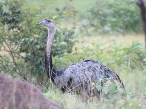 Greater Rhea