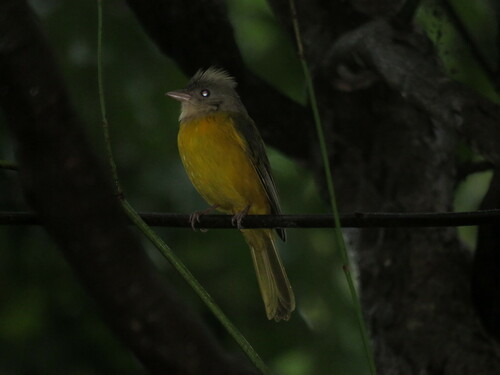 Gray-headed Tanager