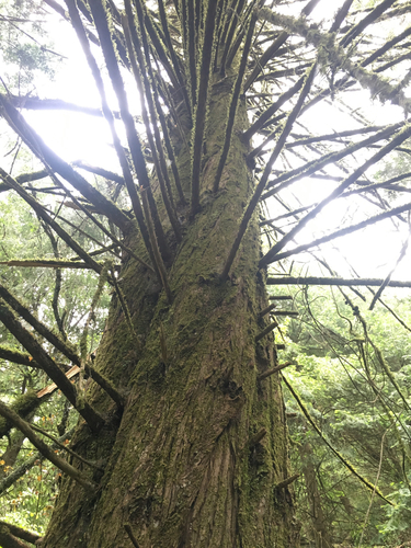 santa cruz cypress