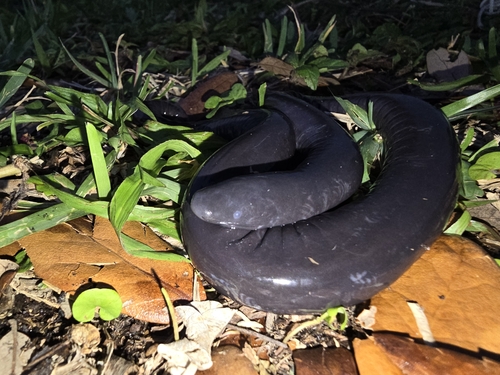 Rubber Eel