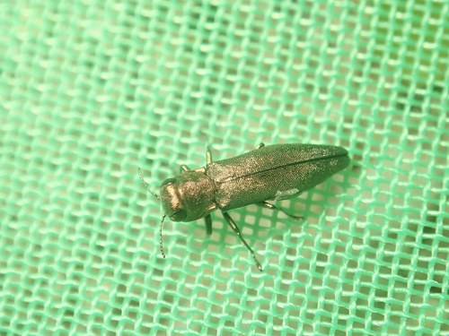 Agrilus deguchii · iNaturalist