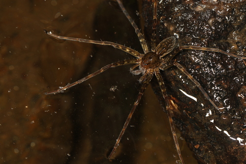 Dolomedes bedjanic