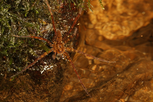 Dolomedes bedjanic