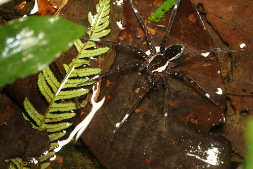 Dolomedes hydatostella