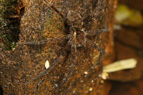 Dolomedes kalanoro