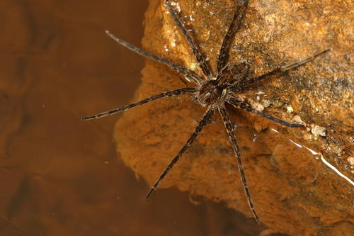 Dolomedes kalanoro