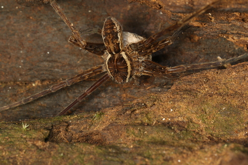 Dolomedes kalanoro
