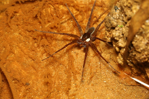 Dolomedes rotundus
