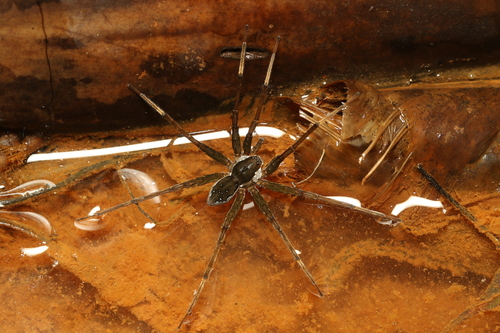 Dolomedes rotundus