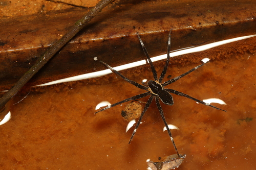 Dolomedes rotundus