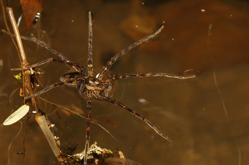 Dolomedes gregoric