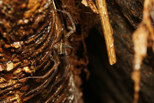 Dolomedes gregoric
