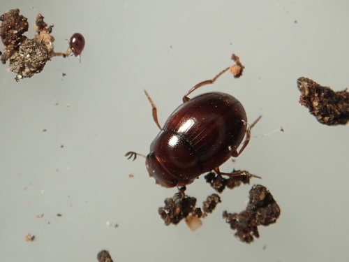 Panelus rufulus