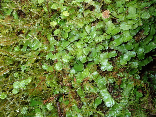 Marchantia globosa