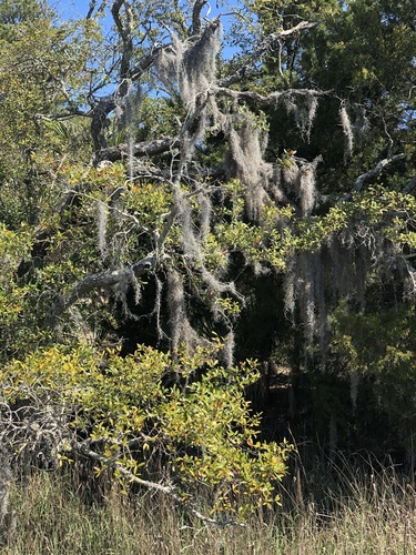 Spanish moss