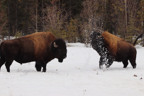 Wood Bison
